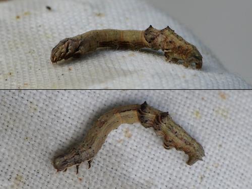 Réf. 200 883 : Selenia dentaria